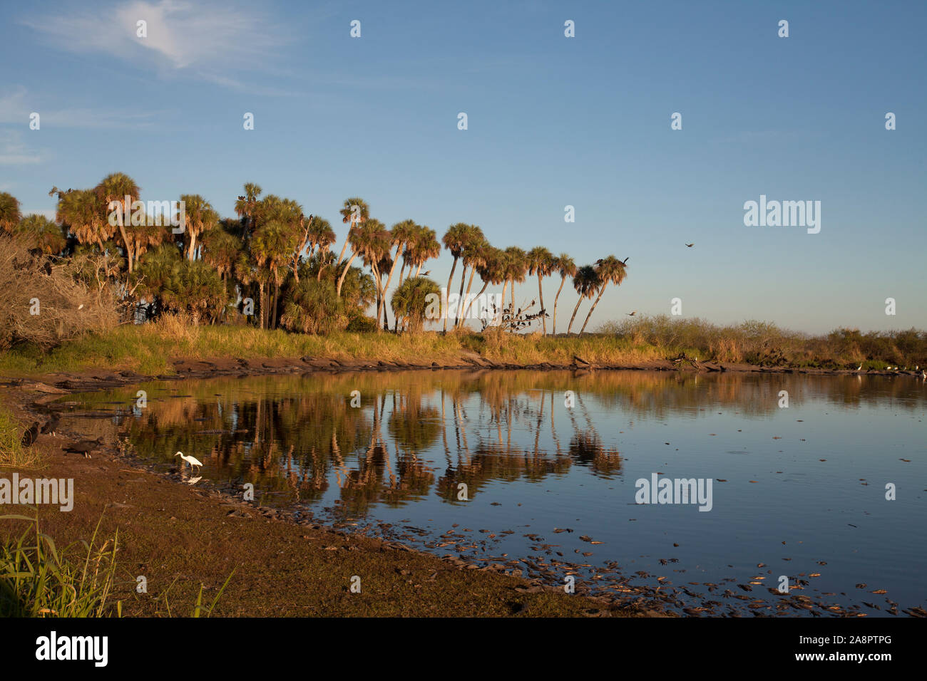 ''Deep Loch'', ein Waschbecken Loch in der Myakka River State Park mit vielen Alligatoren in Florida, USA. Januar Stockfoto