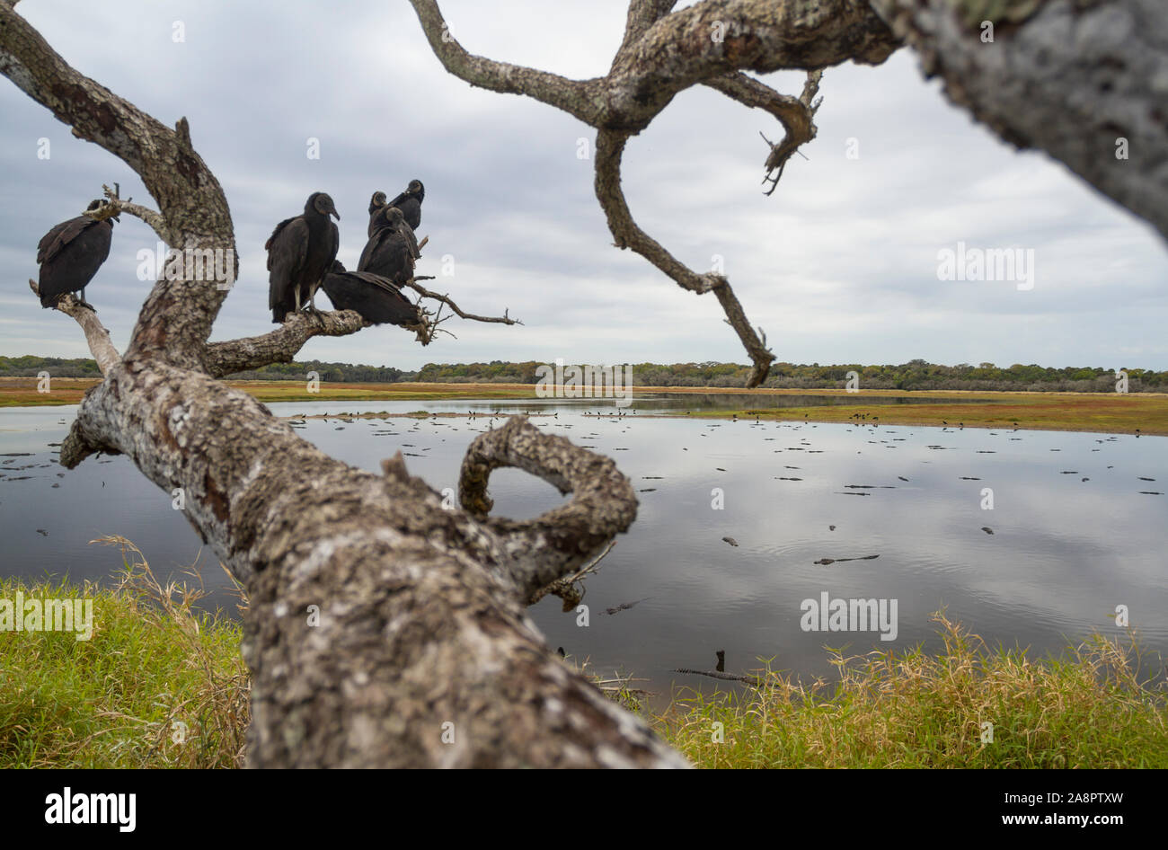 Mönchsgeier (Coragyps atratus) und amerikanische Alligator (Alligator mississippiensis) auf 'Deep Loch' Dreckloch, Myakka River State Park, Florida, USA. Stockfoto
