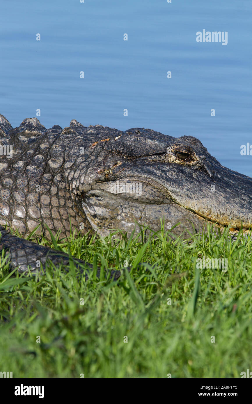 American alligator (Alligator mississippiensis) Myakka River State Park, Florida, USA. Stockfoto