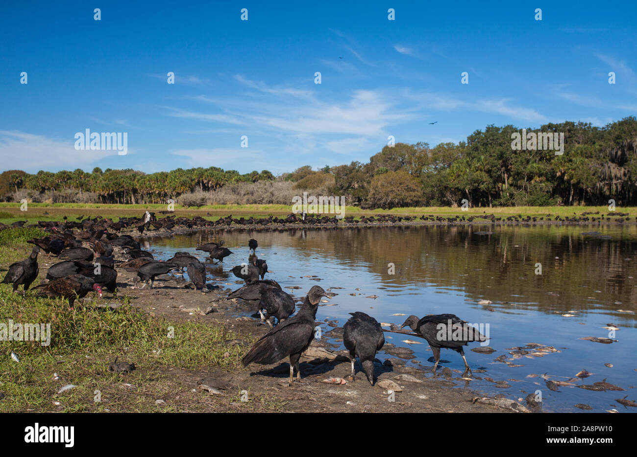 Mönchsgeier (Coragyps atratus) große Gruppe Fütterung auf toten Fisch aus 'Fisch-kill', 'Deep Loch', Myakka River State Park, Florida, USA. Stockfoto