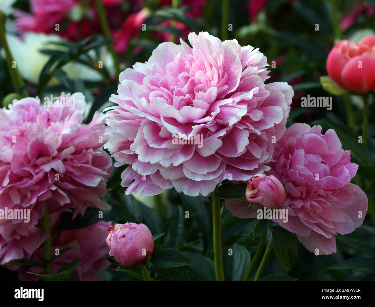 Pfingstrose Die Fawn. Doppelzimmer Rosa Pfingstrose. Paeonia lactiflora (Chinesische Pfingstrose oder gemeinsamen Garten päonie). Stockfoto