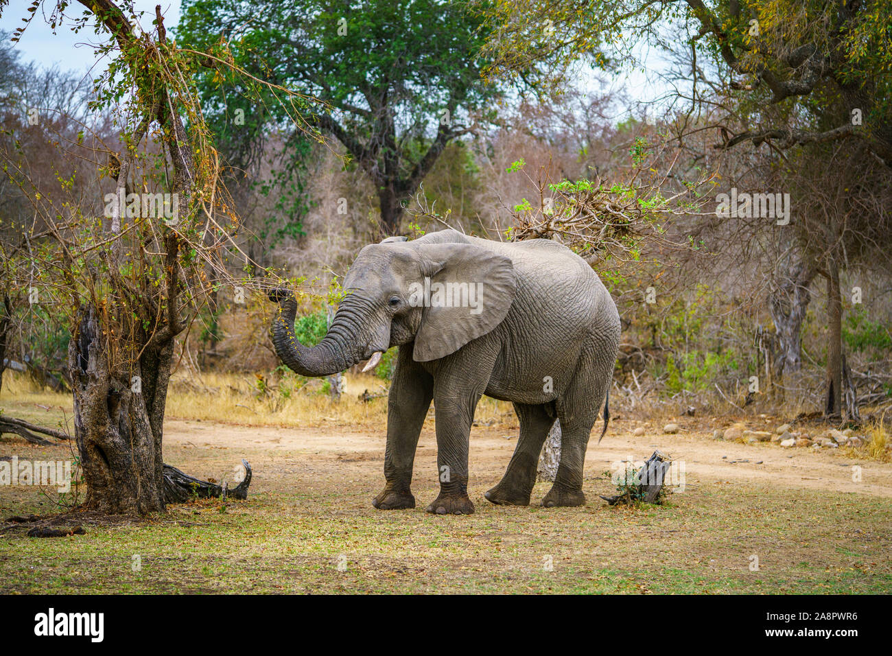 Elefanten im Kruger Nationalpark in Mpumalanga in Südafrika Stockfoto