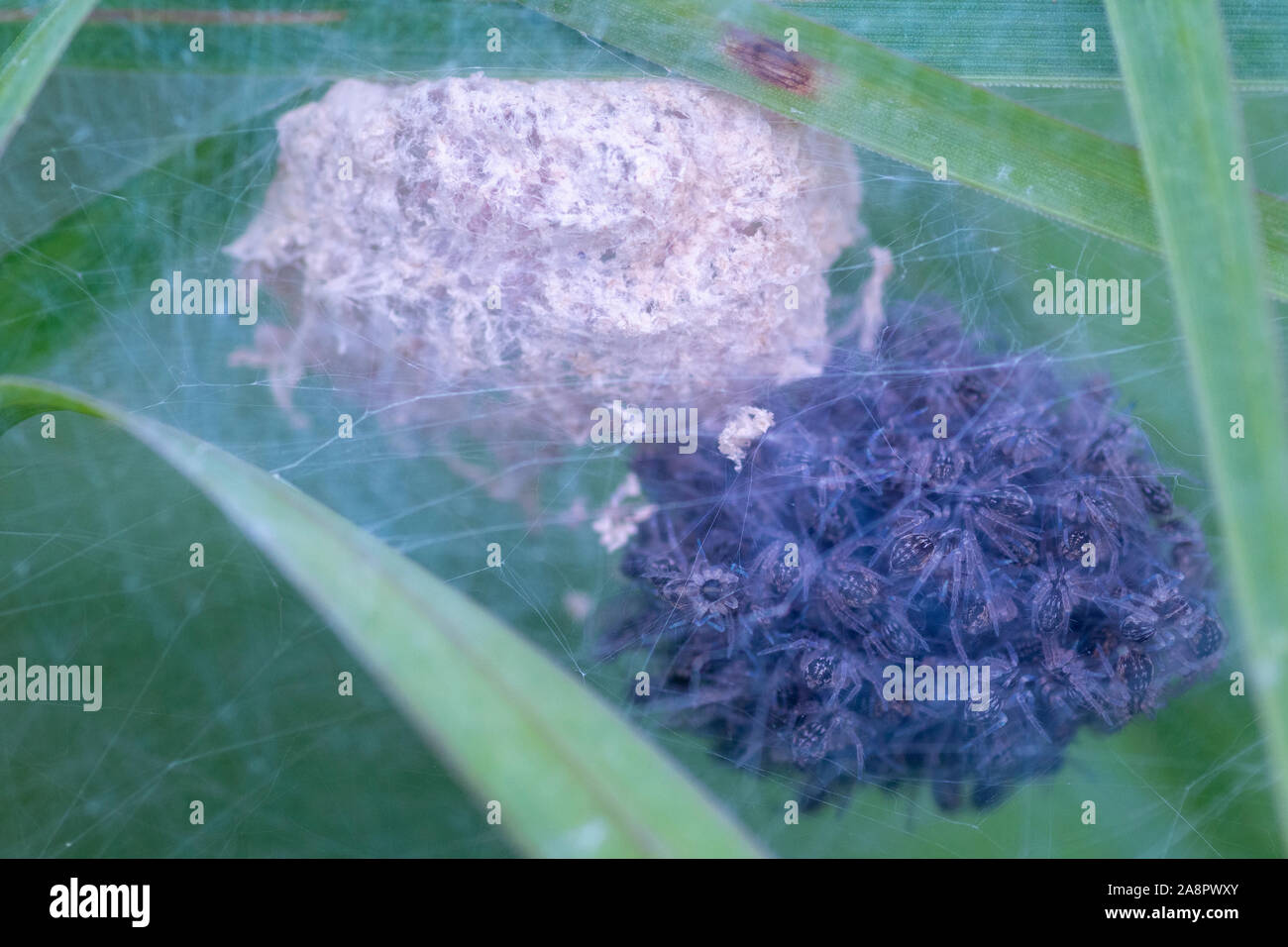 Pisaura mirabilis Baumschule Web spider Spiderlings durch silk Zelt Stockfoto