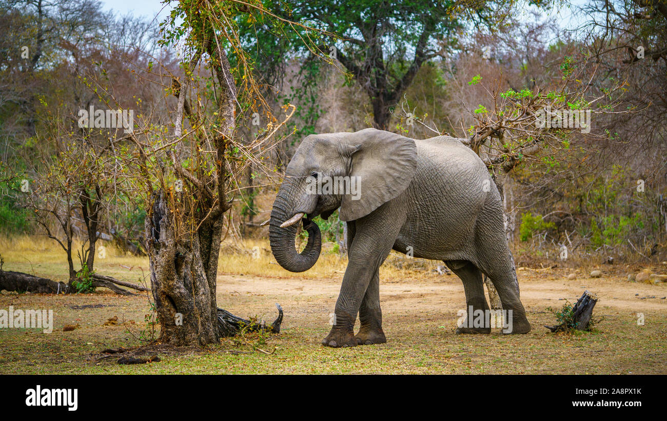 Elefanten im Kruger Nationalpark in Mpumalanga in Südafrika Stockfoto