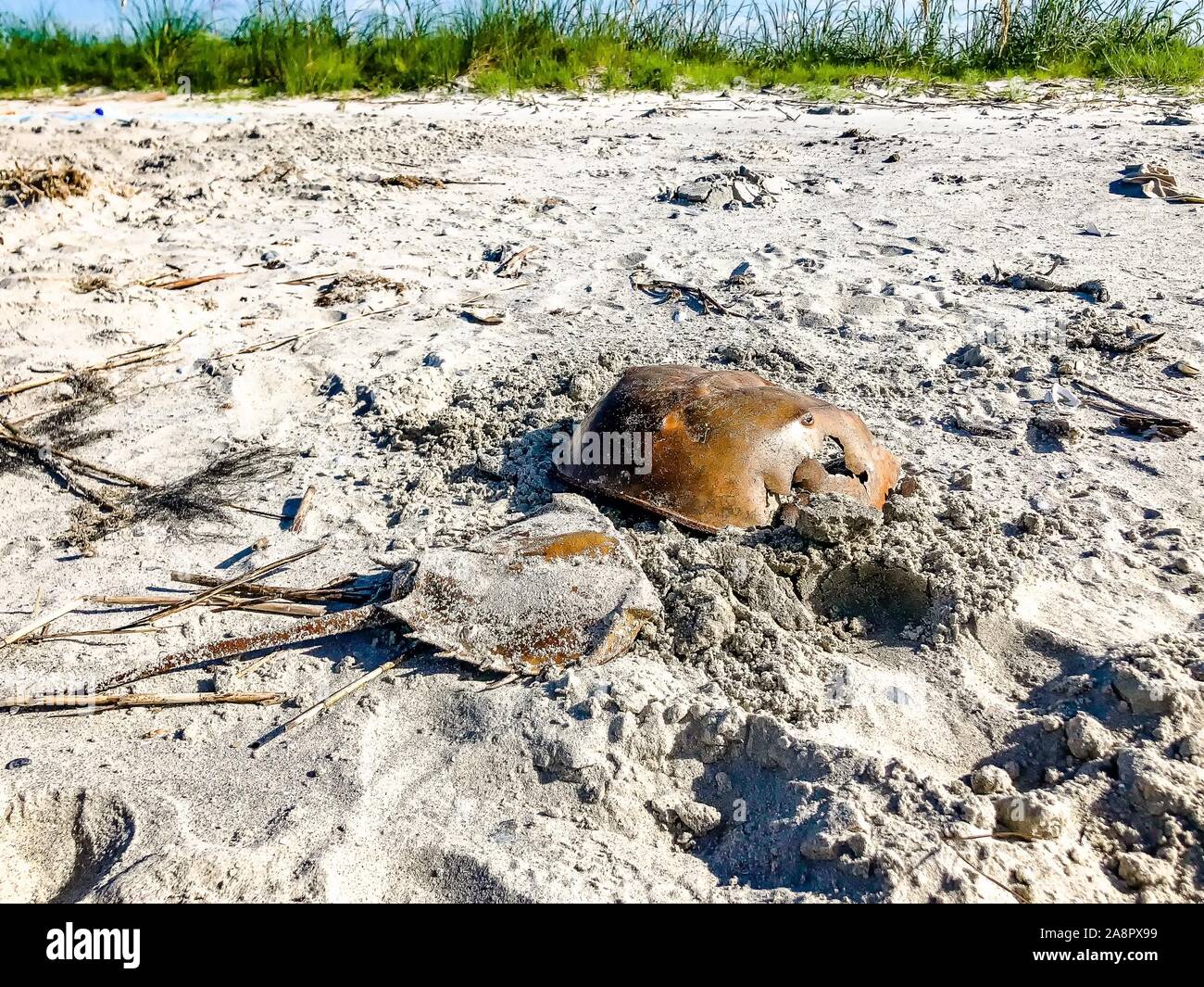 Horseshoe Crab in den Sand auf einer Insel in Charleston, South Carolina Stockfoto