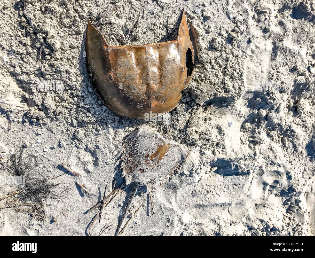 Horseshoe Crab in den Sand auf einer Insel in Charleston, South Carolina Stockfoto