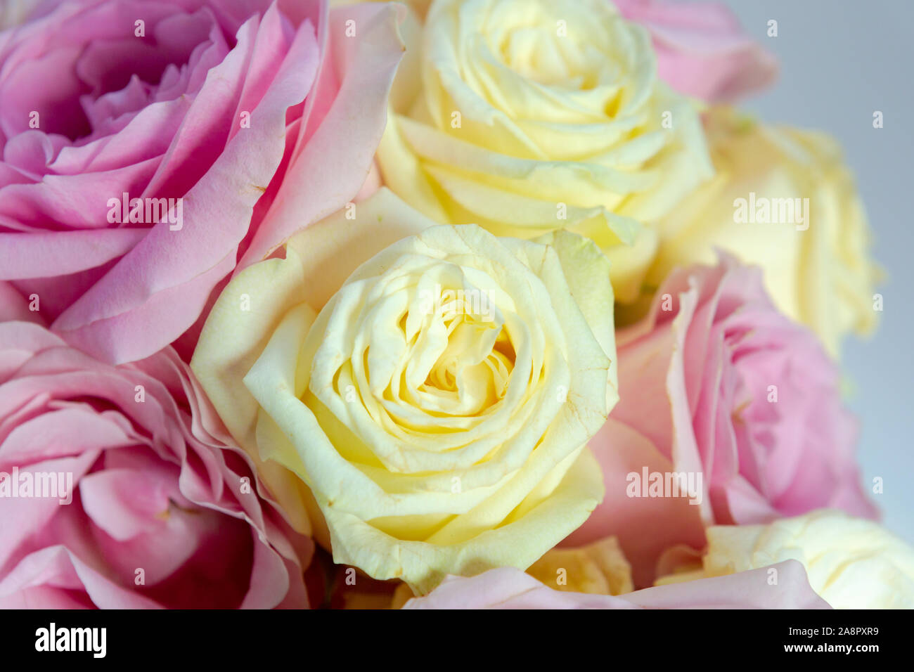 Gelb und Rosa Rosen Stockfoto