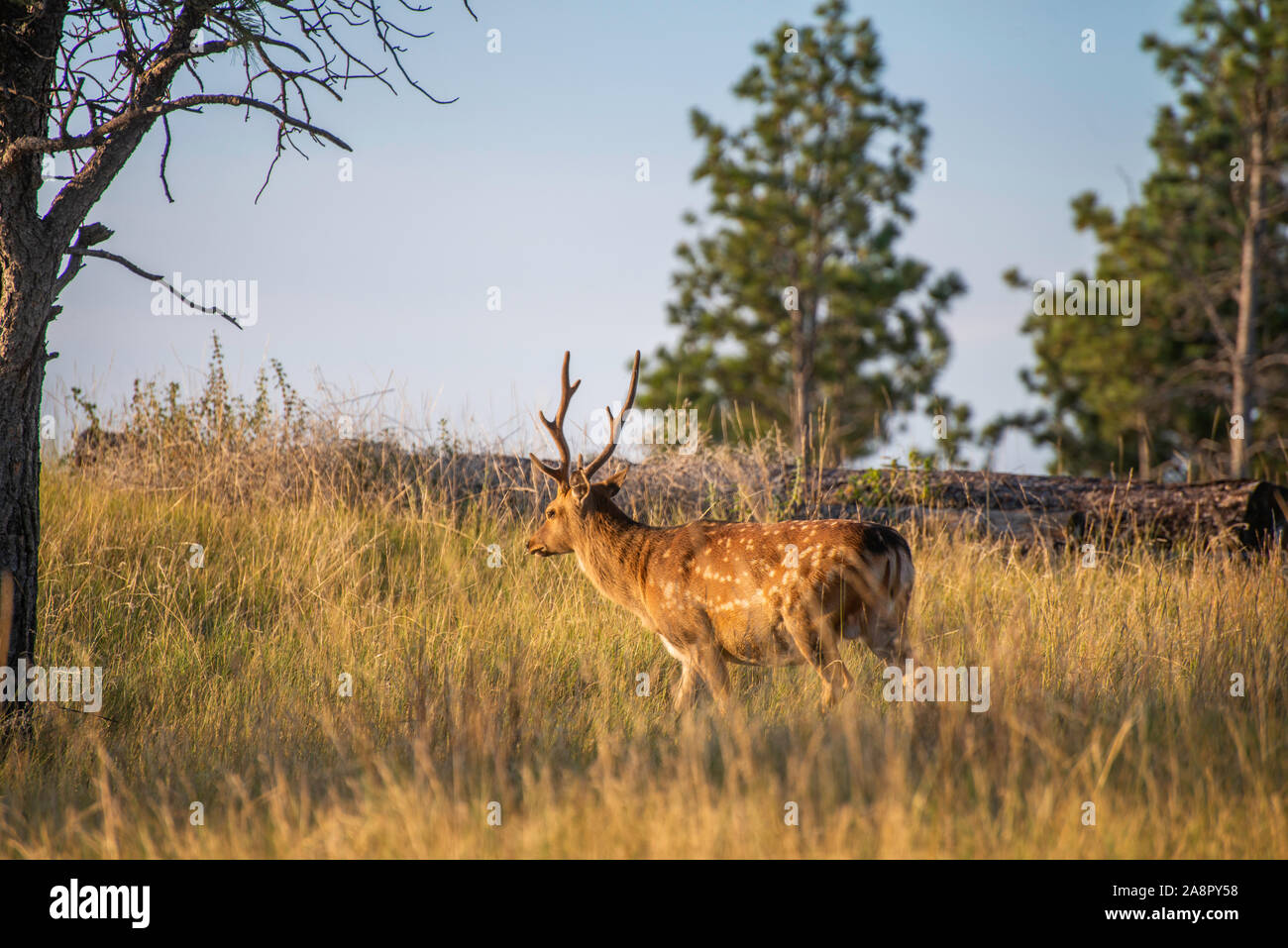 Sika-Hirsch Stockfoto