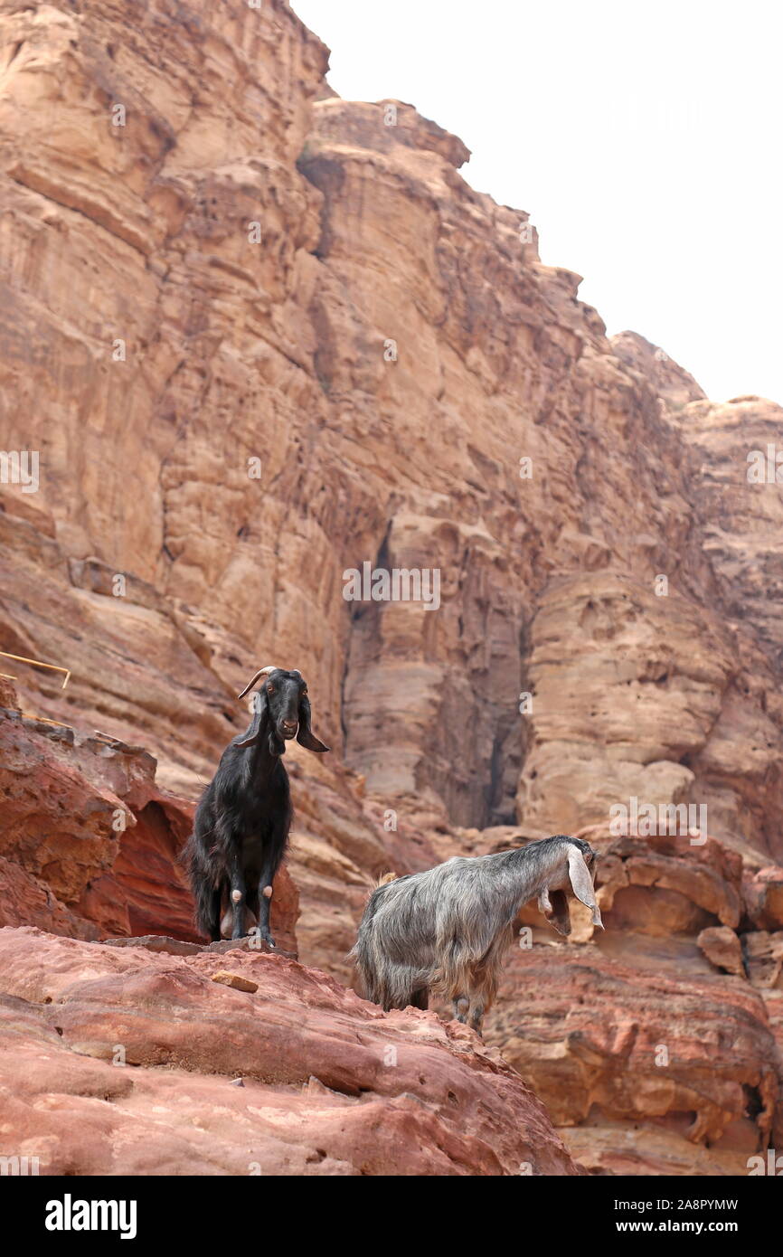 Ziegenpfad, Klosterweg, Petra, Wadi Musa, Governorat Ma'an, Jordanien, Naher Osten Stockfoto