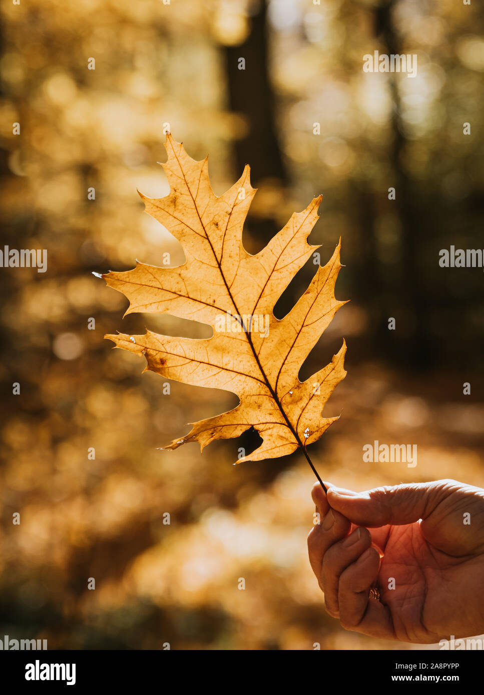 Nahaufnahme einer Hand, die Hintergrundbeleuchtung Eichenlaub auf einen Tag fallen, in einem Wald. Stockfoto