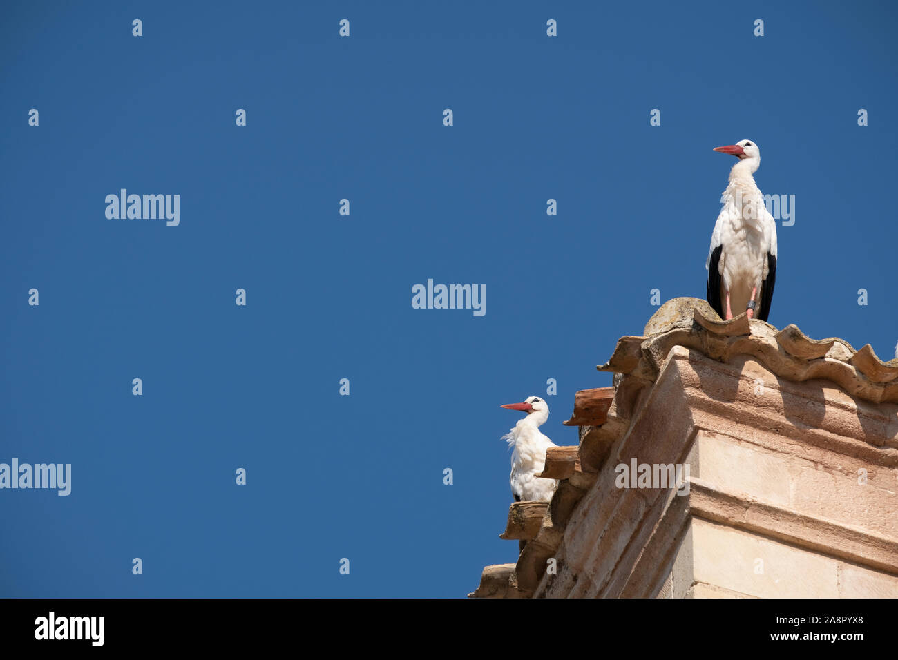 Störche thront auf einem Dach Stockfoto