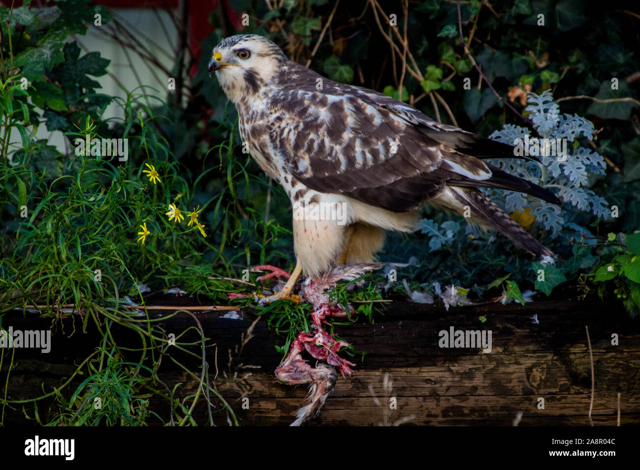 Eine weiße Mäuse Bussard auf einem gefangen Taube in einem der vernachlässigten Dachgärten am Ihmezentrum in Hannover schlemmen ist im November 2019. Stockfoto