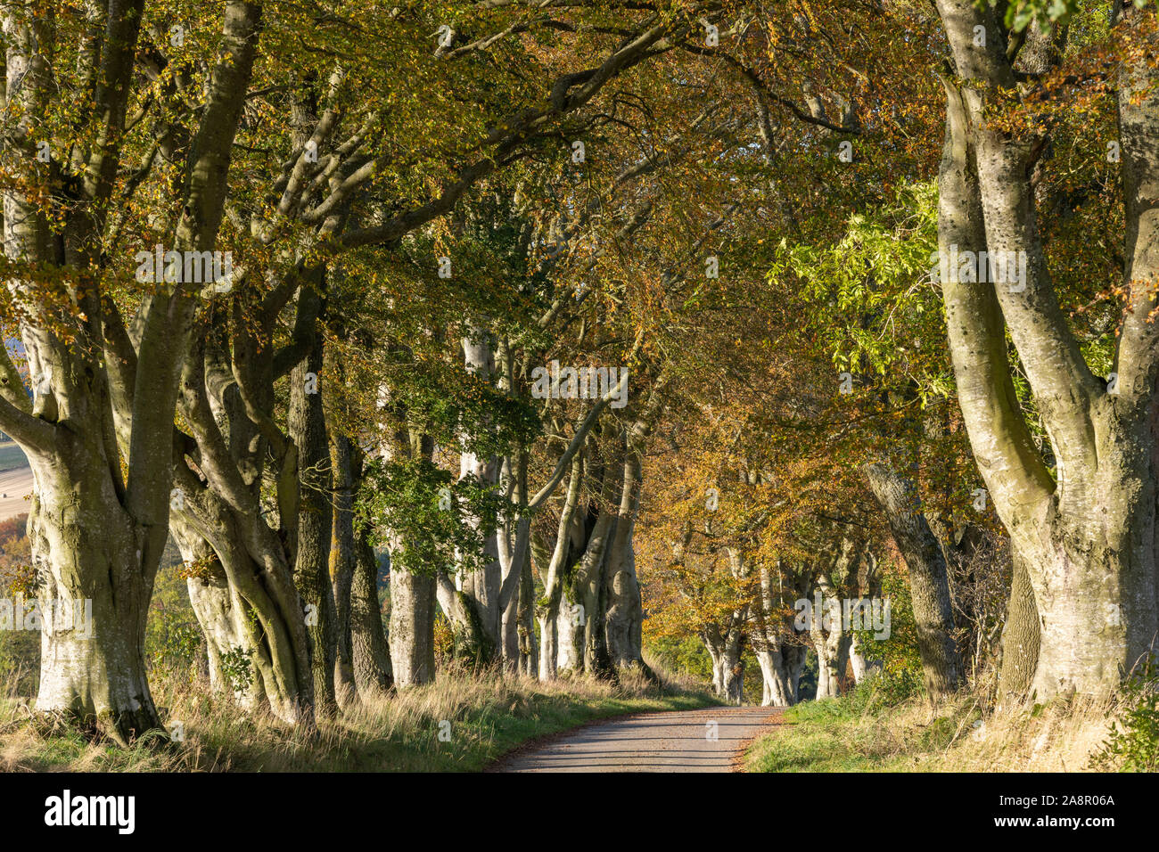 Ein Feldweg in ländlichen Aberdeenshire, gesäumt mit Buche (Fagus sylvatica) im Herbst Stockfoto