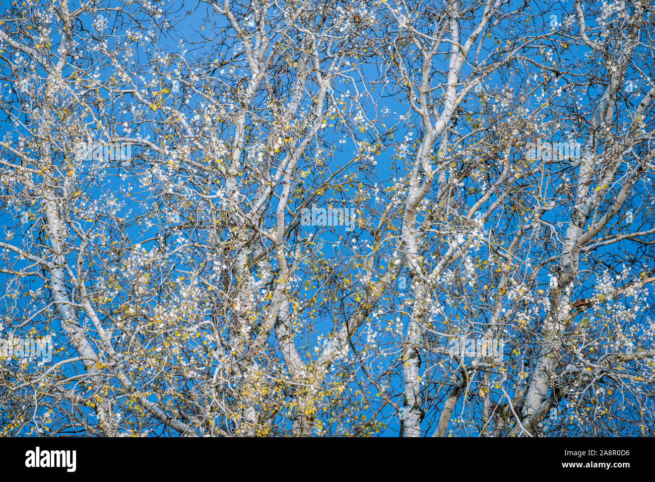 Die weiße Birke kontrastiert mit dem Hintergrund des blauen Himmels. Auf den Zweigen einer Birke, Herbst gelbe Blätter und verschiedene Vögel. Stockfoto