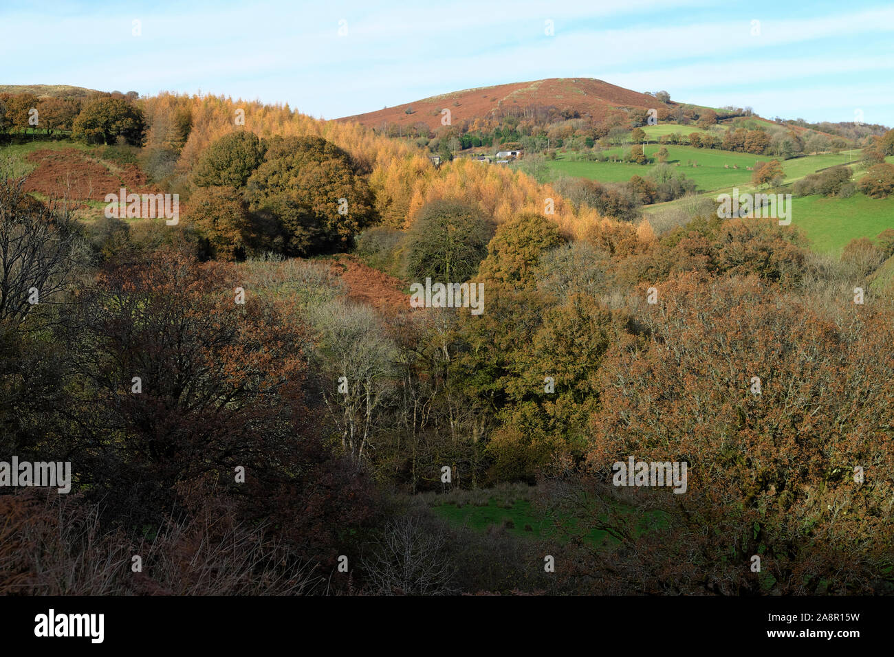 Lärchenbäume Baumplantage und Laubeiche natürliche Waldlandschaft Landschaft im Herbst wächst in Carmarthenshire Wales Großbritannien KATHY DEWITT Stockfoto