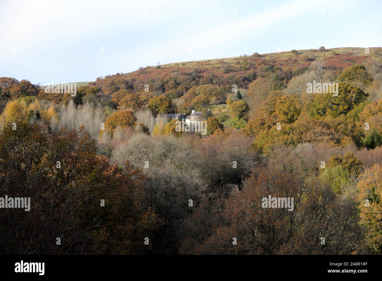 Haus von Laubbäumen und Wald auf sonnigen Tag im Herbst Farben Carmarthenshire West Wales UK KATHY DEWITT umgeben Stockfoto