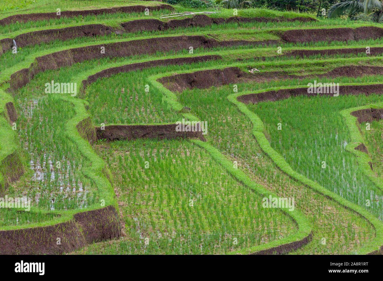 Reisterrassen von Jatiluwih, Bali, Indonesien. Sie sind mit Wasser geflutet, um zu helfen, die neu gepflanzte Reis wachsen. Ist alles noch von Hand getan Und som Stockfoto