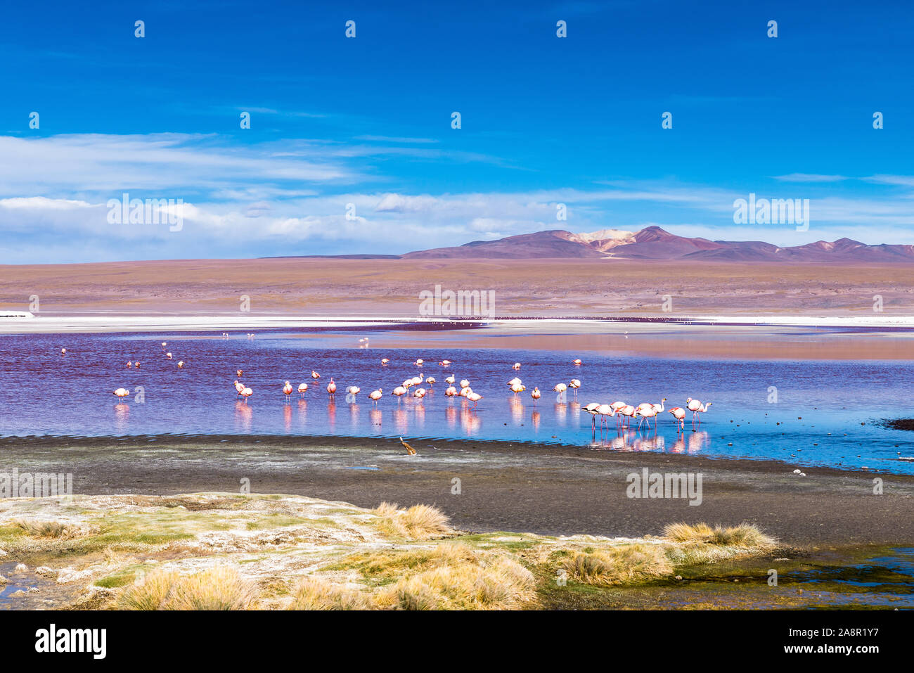 Laguna Colorada, Eduardo Avaroa National Reserve, Bolivien Stockfoto