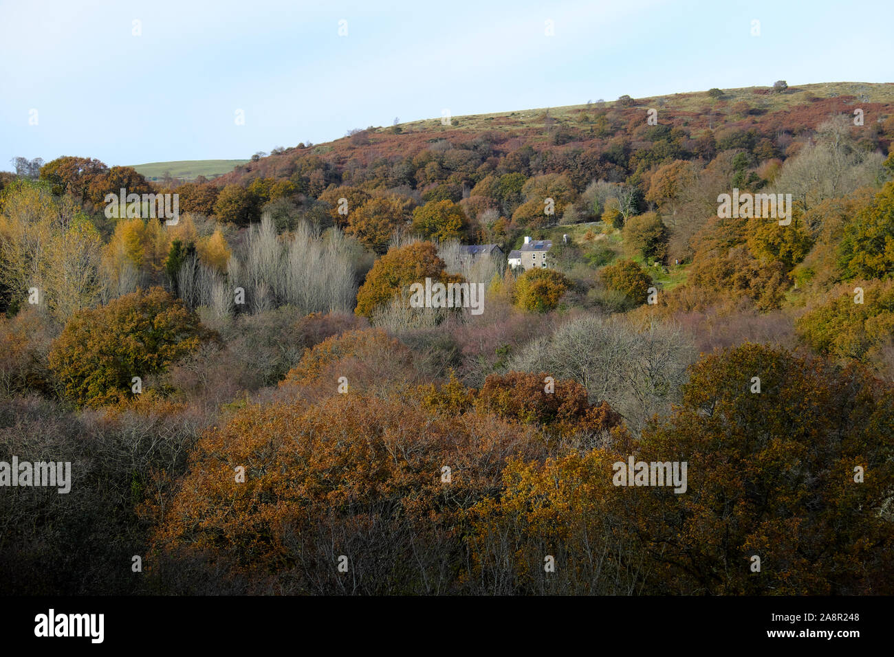 Haus von schönen sommergrünen Eichen und Wald im Herbst Farben Carmarthenshire West Wales UK KATHY DEWITT umgeben Stockfoto