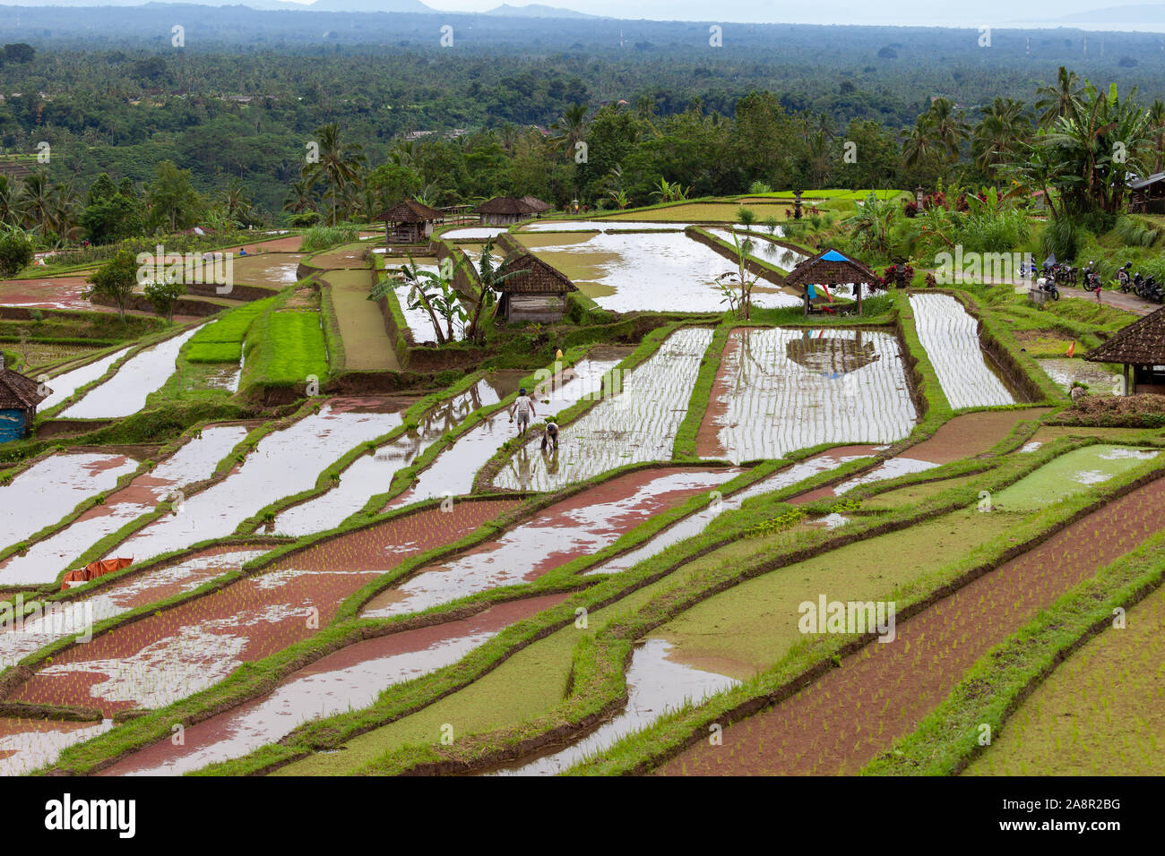 Reisterrassen von Jatiluwih, Bali, Indonesien. Sie sind mit Wasser geflutet, um zu helfen, die neu gepflanzte Reis wachsen. Ist alles noch von Hand getan Und som Stockfoto