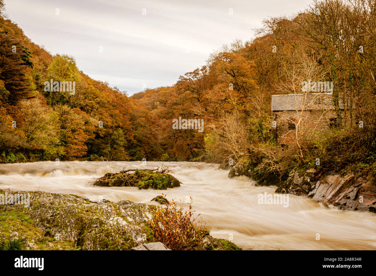 Cenarth Wasserfälle Stockfoto