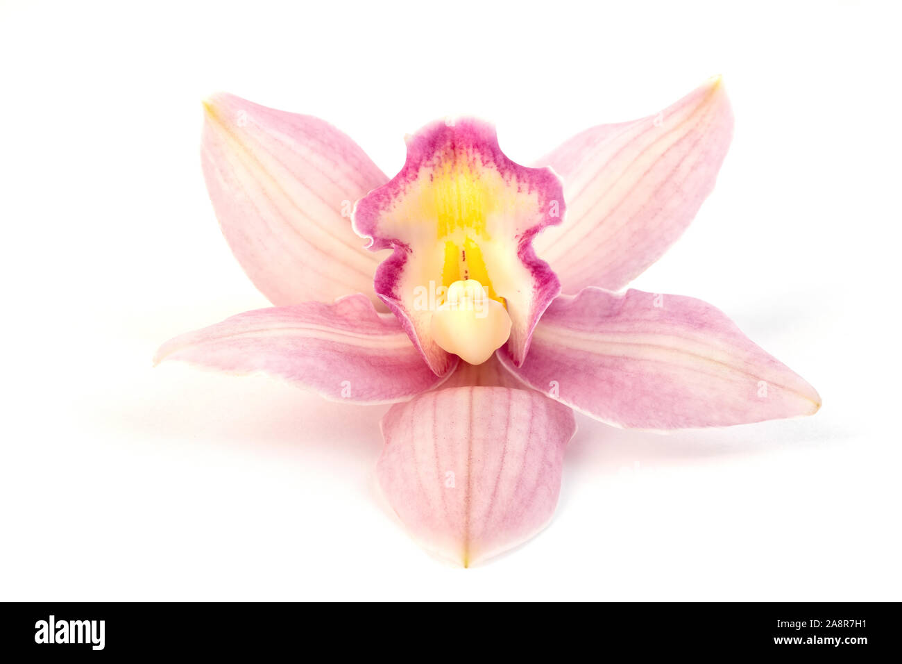 Schöne rosa Orchidee auf weißem Hintergrund Stockfoto