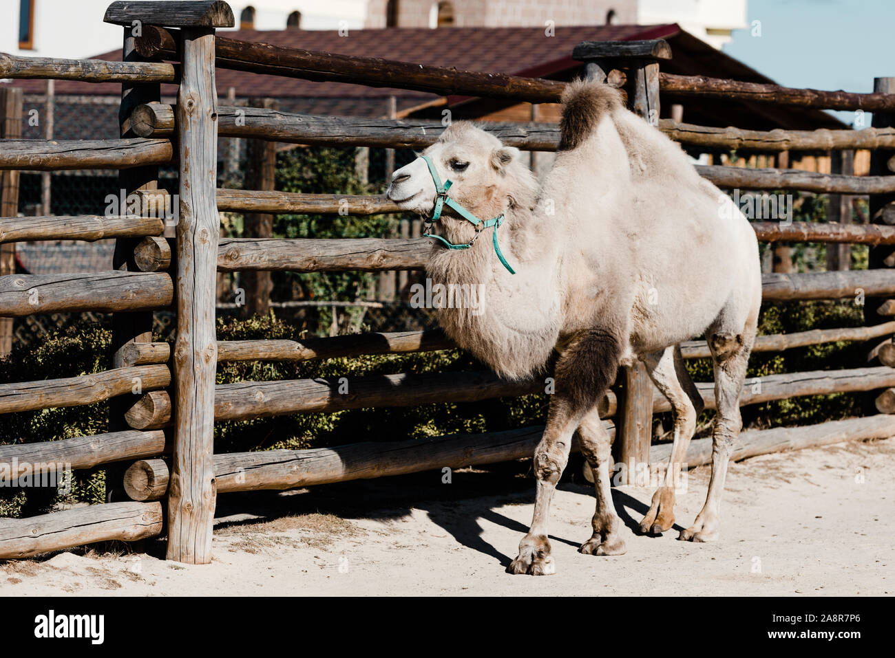 Cute kamel Wanderungen in hölzernen Zaun Stockfoto