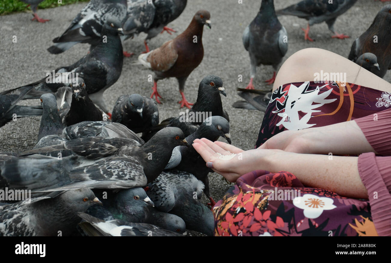 Dame in den öffentlichen Park hand Reis füttern Tauben, mit gekreuzten Beinen und gemusterten Hose Stockfoto