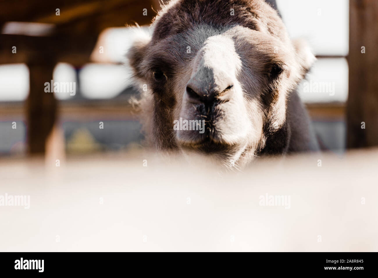 Selektiver Fokus der niedlichen Kamel im Zoo Stockfoto