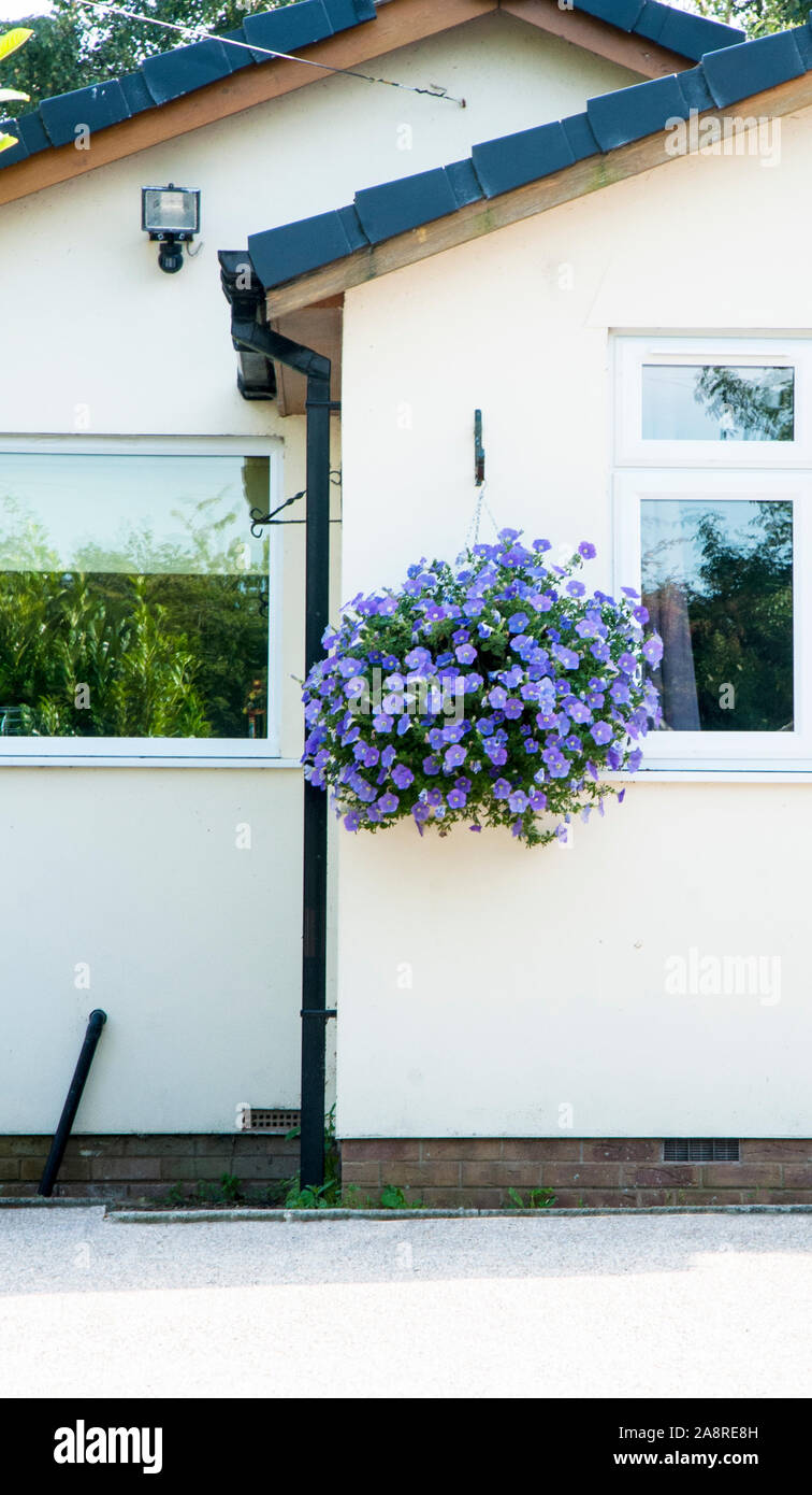 Hängenden Korb von Sky Blue trailing Surfinias an der Seite des Hauses im Sommer. Stockfoto