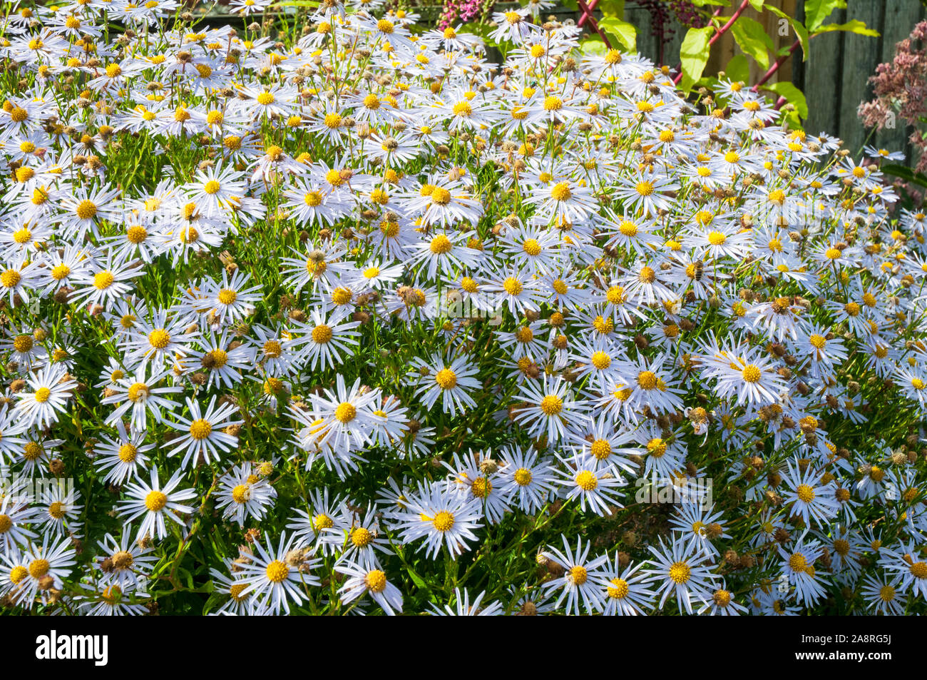 Kalimeris incisa Alba ein Weiß blühender Strauch der aster Familie, ist eine sommergrüne Stauden Stauden, die im Sommer blühen und ist vollkommen winterhart Stockfoto