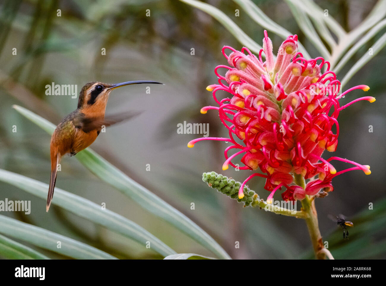 Eine rötliche Einsiedler (Phaethornis ruber) Fütterung mit roten Blüten. Bahia, Brasilien, Südamerika. Stockfoto