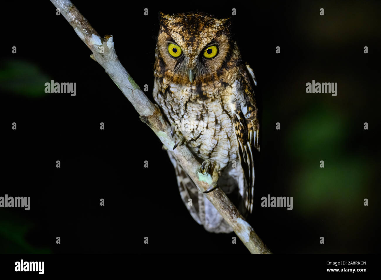 Ein Black-capped Screech-Owl (Megascops atricapilla) auf einem Ast sitzend. Bahia, Brasilien, Südamerika. Stockfoto