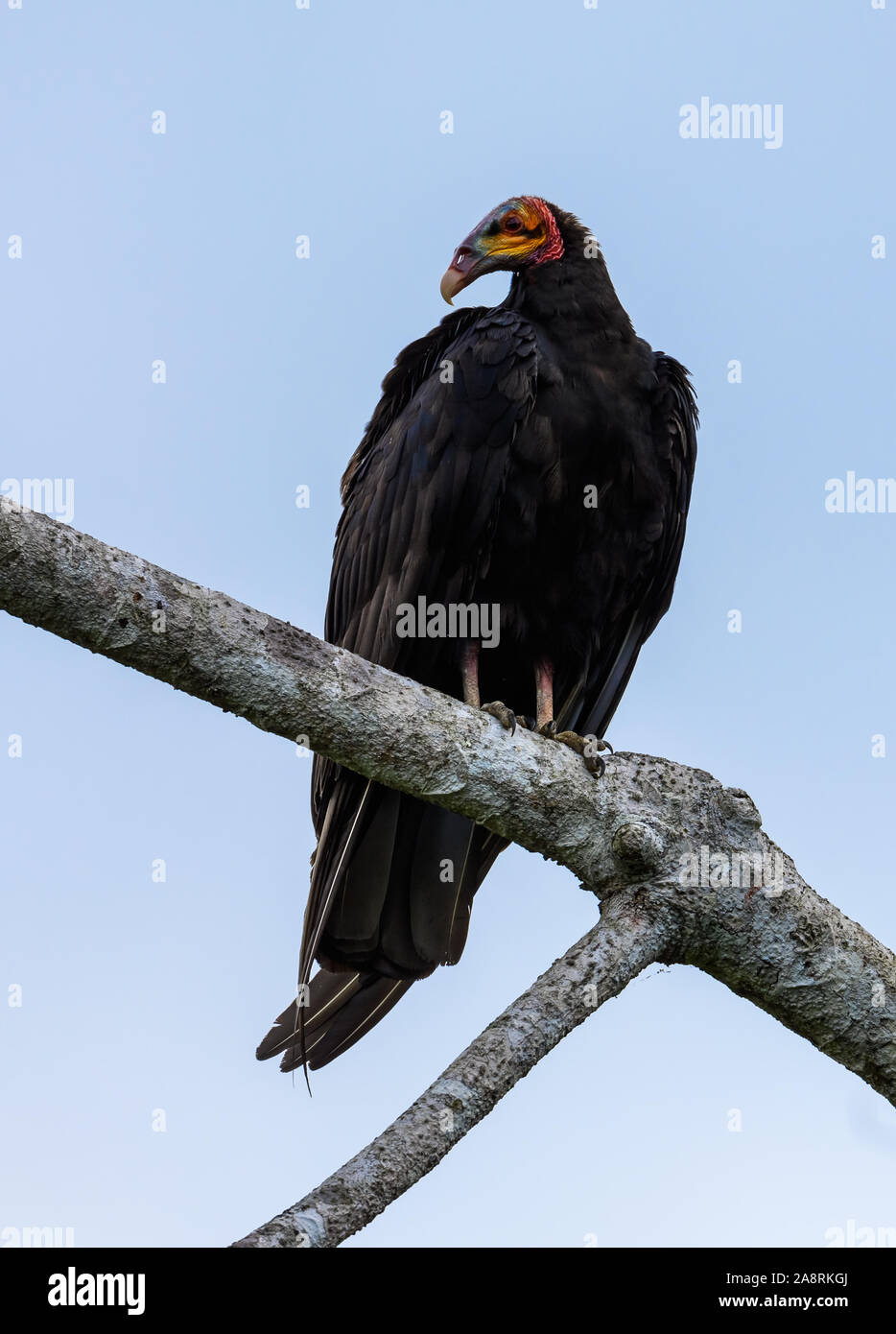 Ein geringerer Yellow-headed Vulture (Cathartes burrovianus) auf einem Ast sitzend. Bahia, Brasilien, Südamerika. Stockfoto