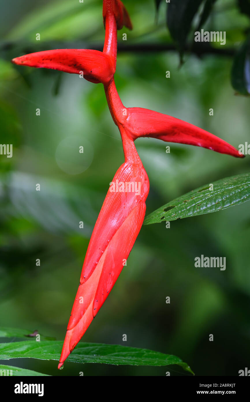 Nahaufnahme eines rote Heliconia (Heliconia sp.) Blüte. Bahia, Brasilien, Südamerika. Stockfoto