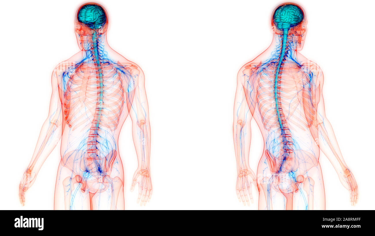 Zentrale Organ des menschlichen Nervensystems Anatomie des Gehirns Stockfoto