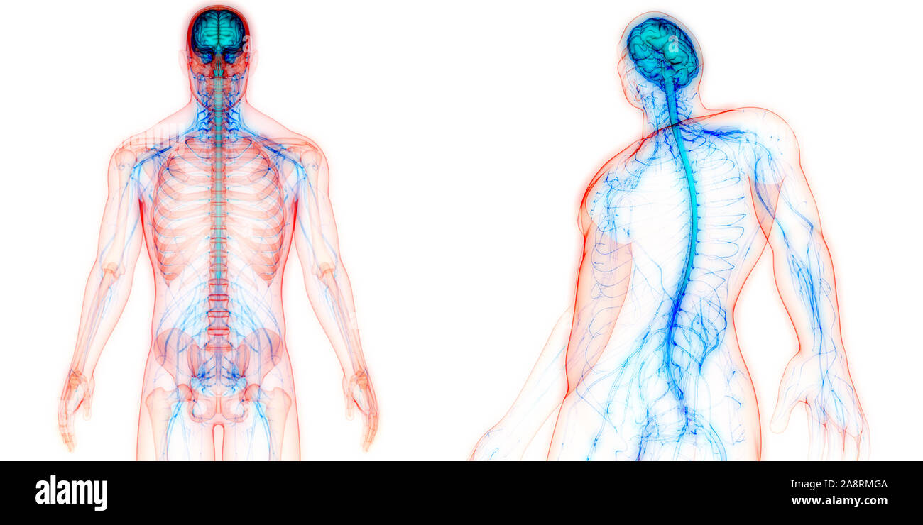 Zentrale Organ des menschlichen Nervensystems Anatomie des Gehirns Stockfoto