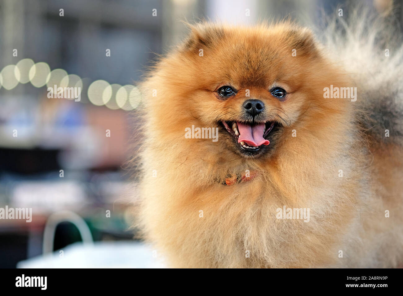 Pomeranian spitz Close-up. Ein Hund mit offenem Mund und hervorstehende Zunge sieht in den Rahmen. Hund Gesicht schön braun Pomeranian Stockfoto
