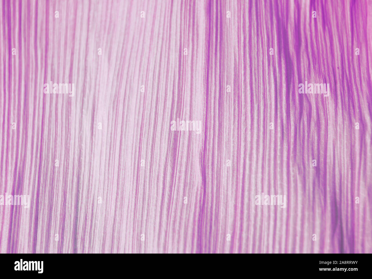 Lila Streifen Oberfläche durch Mais Schale verursacht.; Stockfoto
