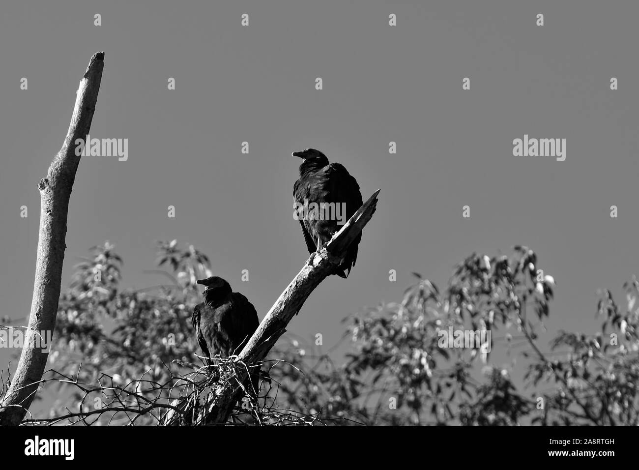 Schwarz-weiß Bild von zwei amerikanischen Schwarzen Geier thront auf dead tree branch Stockfoto