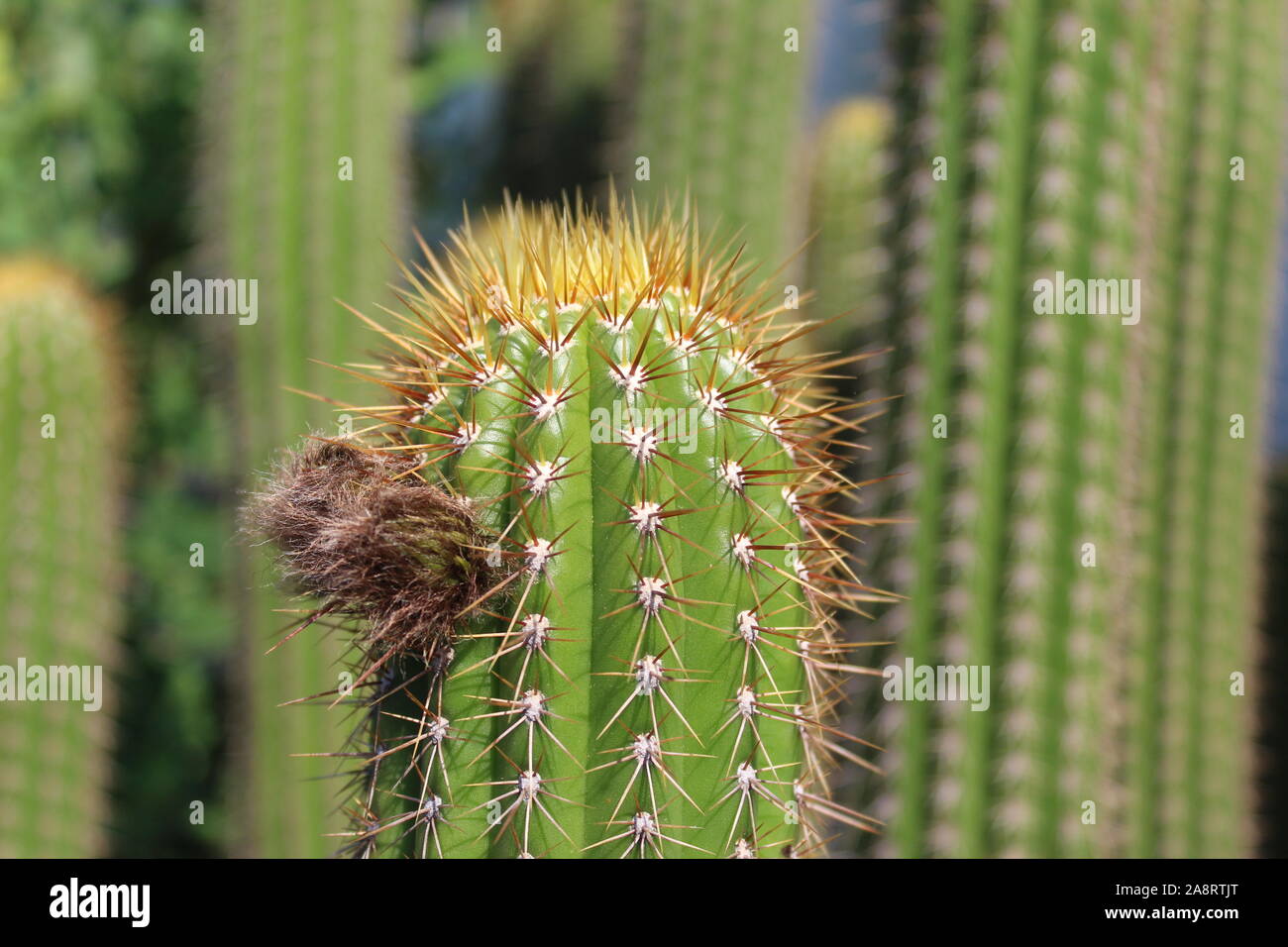 Golden Torch Kaktus aka Trichocereus Spachiana mit zwei Knospen Stockfoto