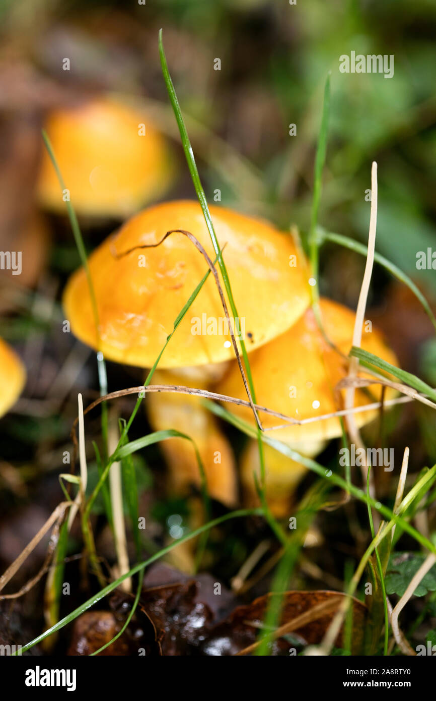 Pilz close up in der wilden Natur Hintergrund 50 Megapixel Stockfoto
