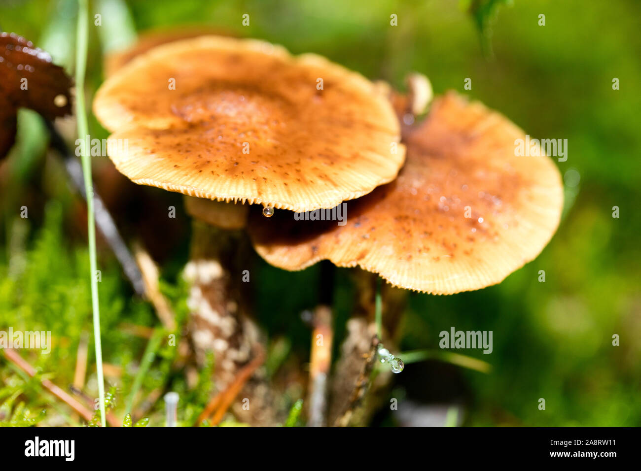 Pilz close up in der wilden Natur Hintergrund 50 Megapixel Stockfoto