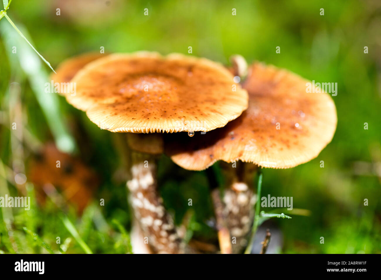 Pilz close up in der wilden Natur Hintergrund 50 Megapixel Stockfoto