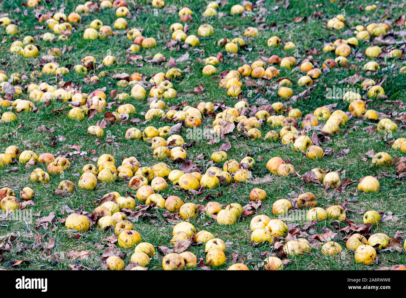 Gelbe Äpfel liegen auf grünem Gras nach einem High Wind Sturm in Spekulant, NY, USA Stockfoto