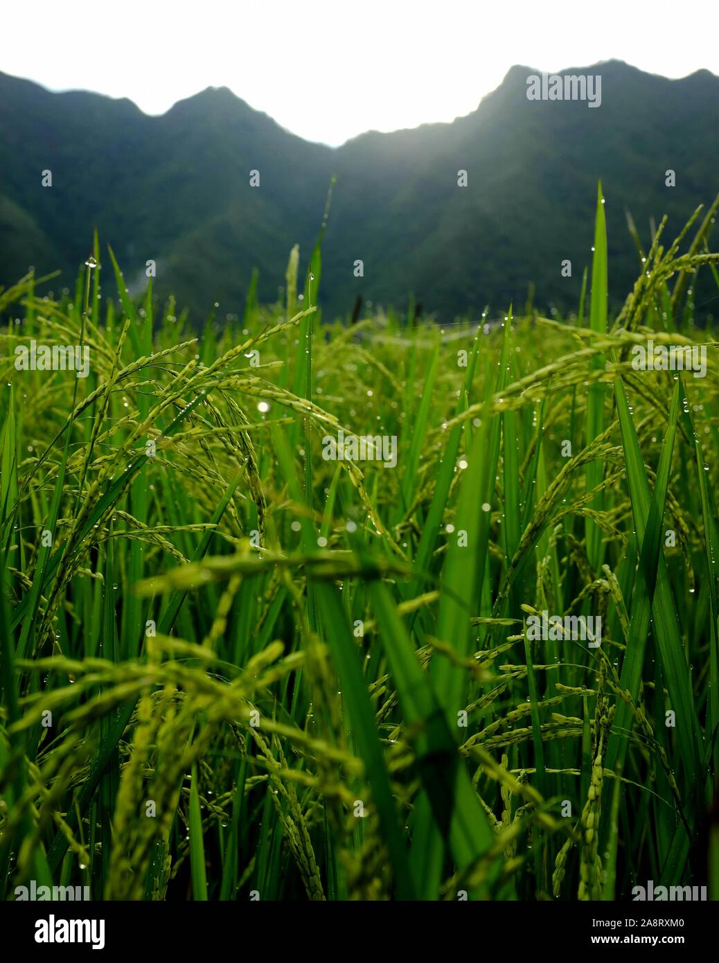 Morgentau Tropfen auf Reis pflanzen Stockfoto