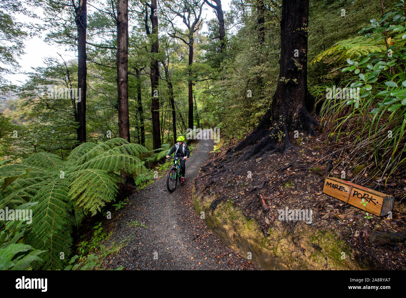 Radfahrer auf den Link Weg, Marlborough Sounds, Neuseeland Stockfoto