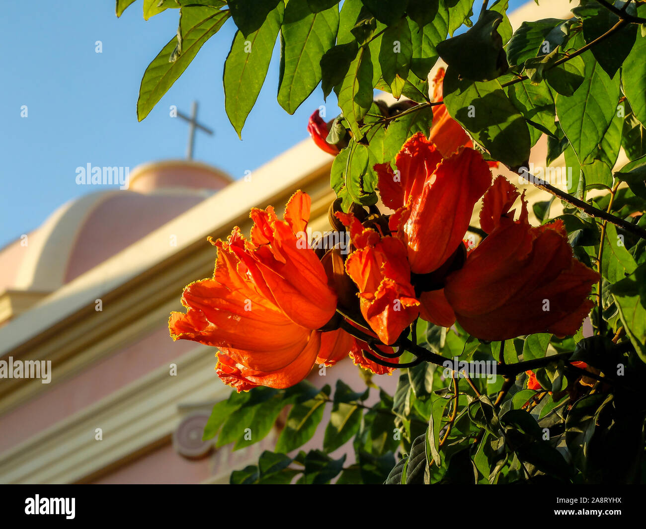Lebendige blühenden Blüten mit Hintergrundbeleuchtung gegen die Nachmittagssonne bis zu dem blauen Himmel und Kruzifix auf der Suche oben auf der Kuppel der Kirche. Stockfoto