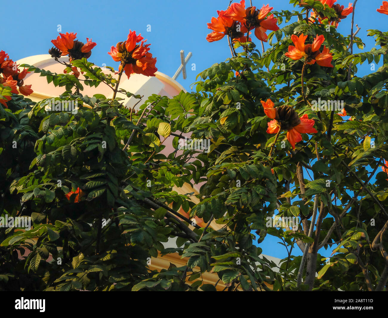 Lebendige blühenden Blüten mit Hintergrundbeleuchtung gegen die Nachmittagssonne bis zu dem blauen Himmel und Kruzifix auf der Suche oben auf der Kuppel der Kirche. Stockfoto