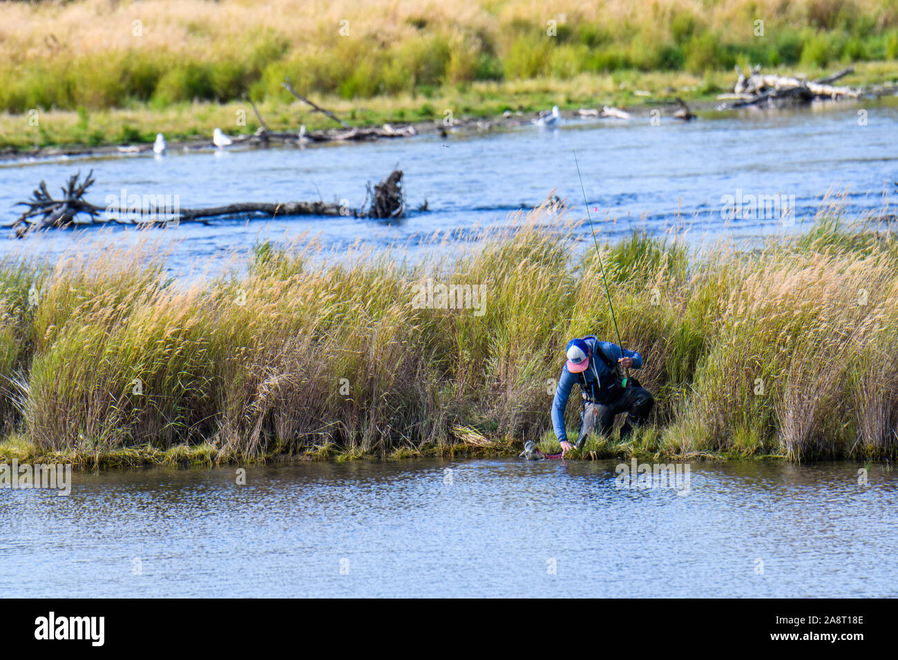 KATMAI NATIONAL PARK, AK-September 16, 2019: Fischer am Brooks River einen Fisch wieder in den Fluss. Stockfoto